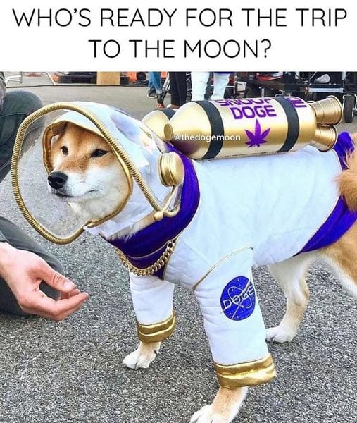 Shiba Inu with Astronaut Costume